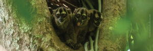 A group of three Gray-handed Night Monkey
