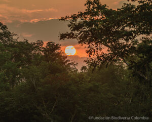 Sunset view through the trees at El Silencio