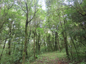 forests of Honduras