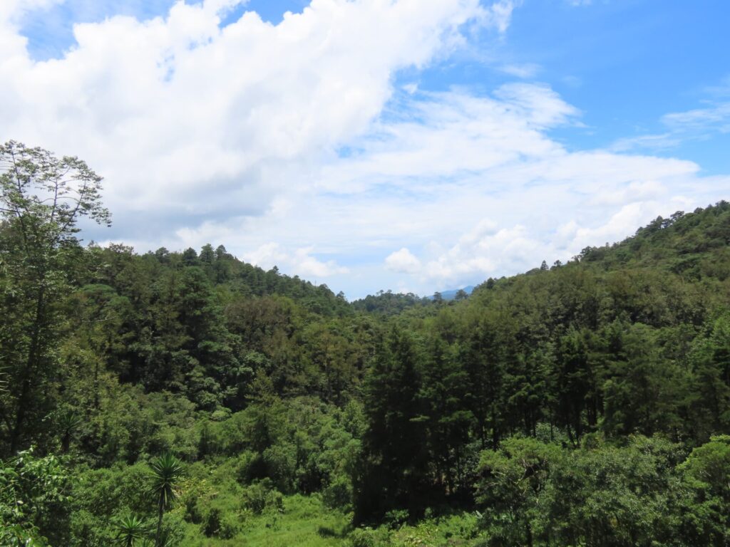 view of the forests of Honduras with blue cloudy sky