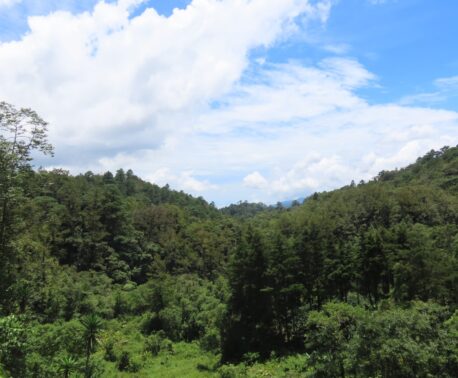 view of the forests of Honduras with blue cloudy sky