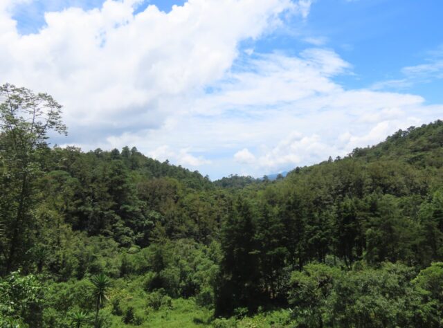 view of the forests of Honduras with blue cloudy sky