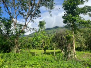 The newly purchase land provides a buffer next to the existing Udzungwa Botanical Garden. Credit: Reforest Africa