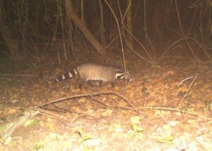 Camera trap photo of a Large Indian Civet (Viverra zibetha) in the D’ering Dibru Saikhowa Corridor. 