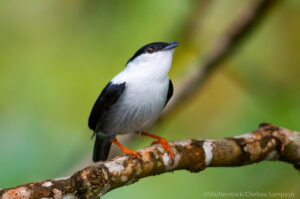 A male White-bearded Manakin perched on a branch.