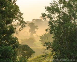 A view of mixed habitats at El Silencio