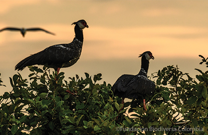 Northern Screamer