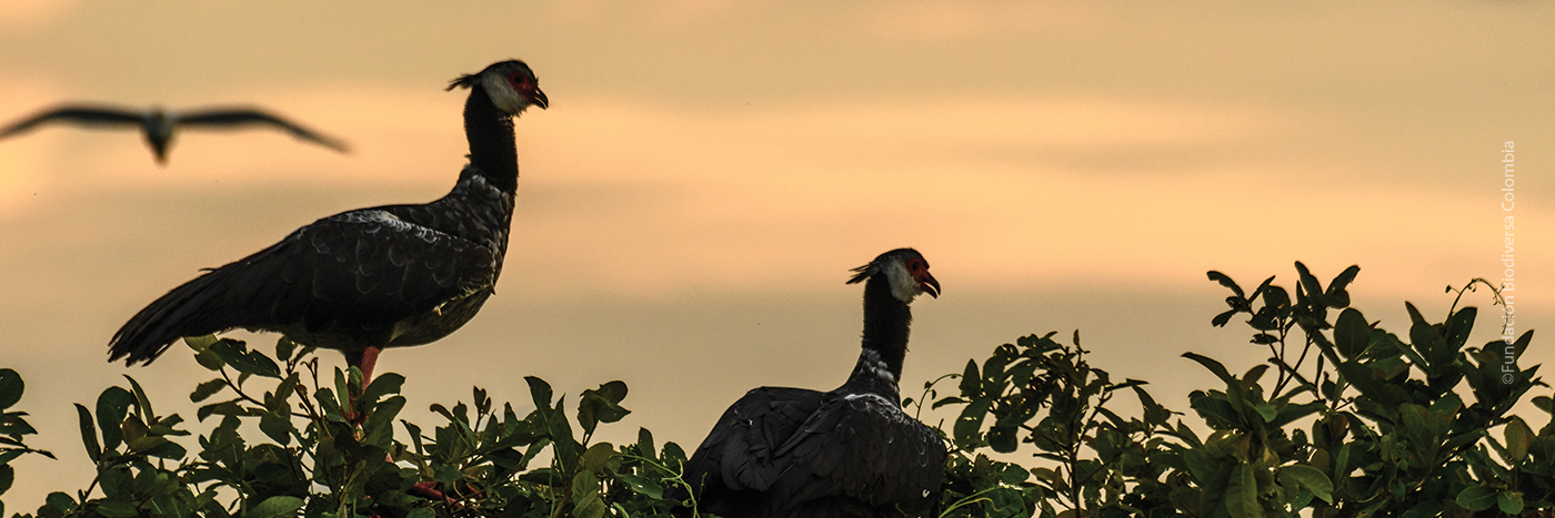 Northern Screamer