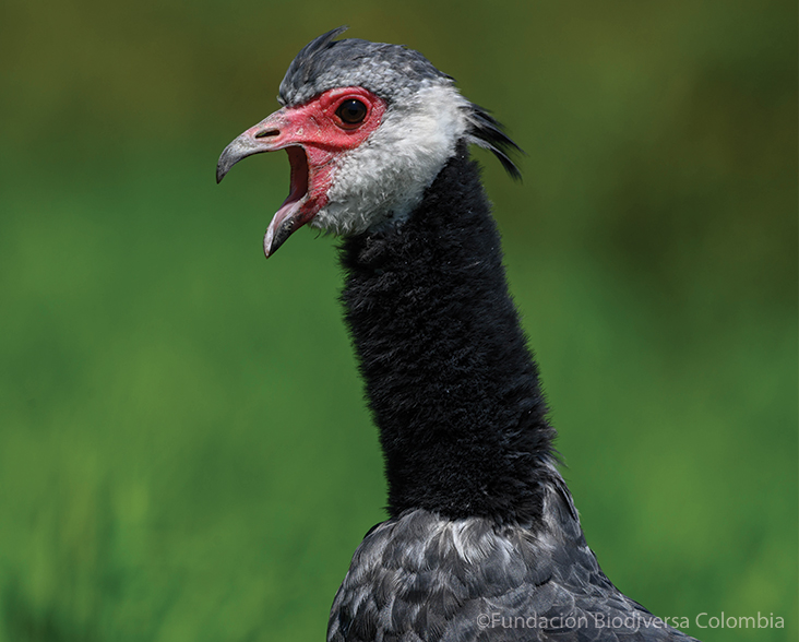 Profile of Northern Screamer 'screaming'