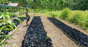 A community tree nursery at Namsing village. Credit: WTI