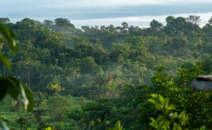 the forests of Colombia's El Silencio Reserve