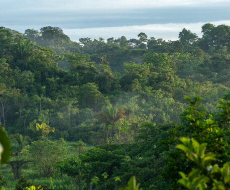 the forests of Colombia's El Silencio Reserve