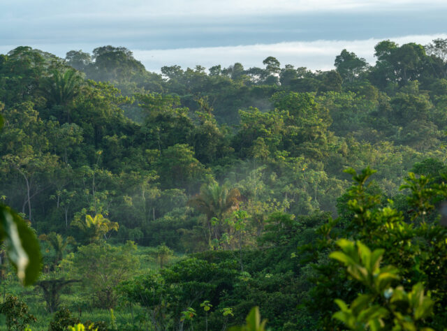 the forests of Colombia's El Silencio Reserve