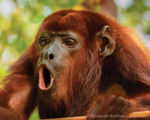 Cloe-up of a Colombian Red Howler Monkey's face, while howling