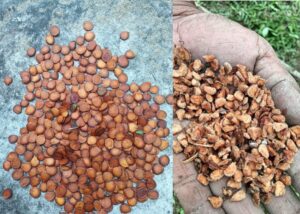 A photo of seeds collected and dried by WTI, prior to nursery planting.