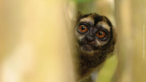 Grey-handed Night Monkey peering out from behind a branch