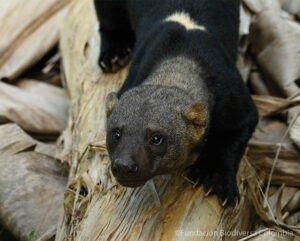 Close-up front view of a Tayra in Colombia