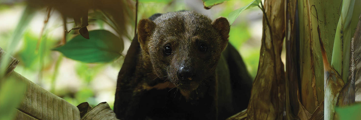 Close-up front view of a Tayra in Colombia