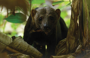 Close-up front view of a Tayra in Colombia