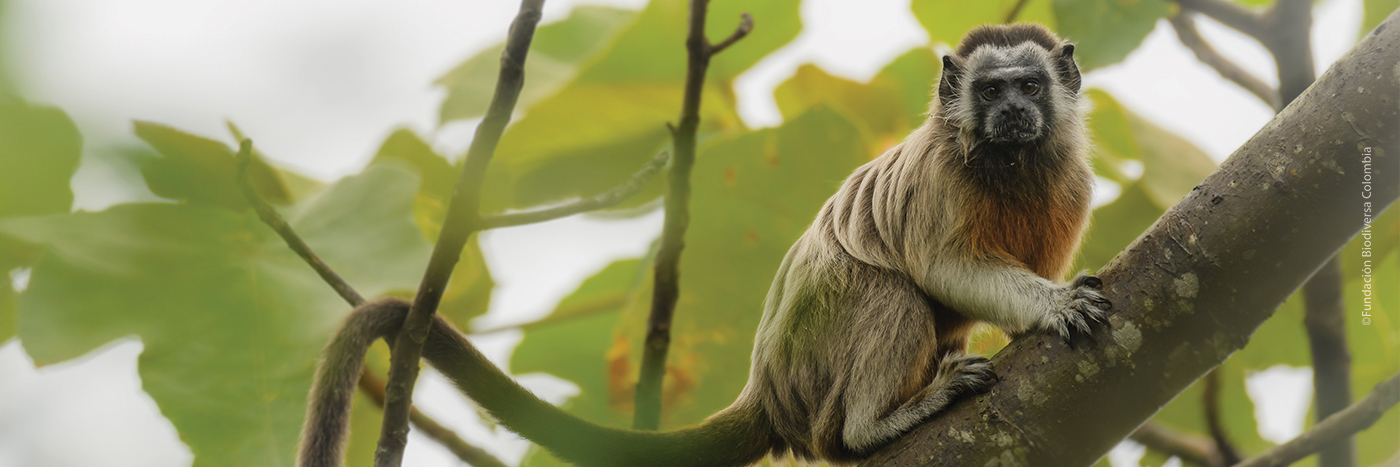 White-footed Tamarin