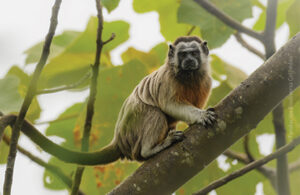 White-footed Tamarin