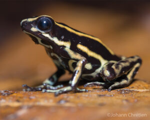 Side on view of a Yellow-striped Poison Frog