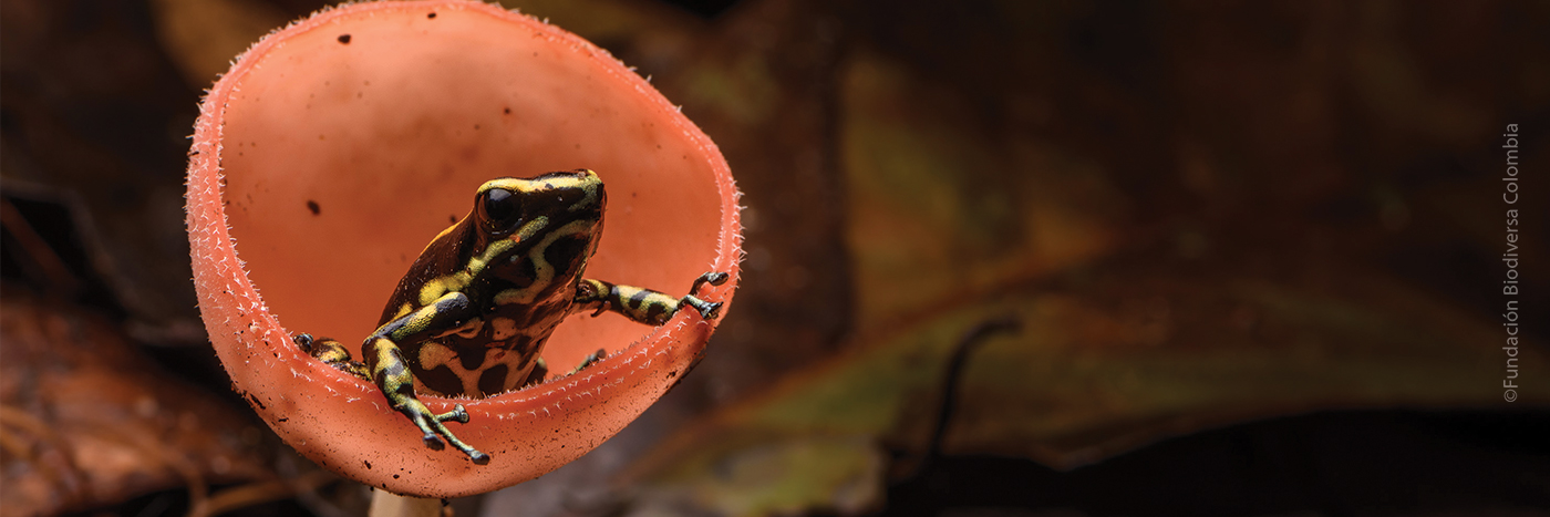 View of a Yellow-striped Poison Frog sitting on fungi
