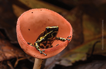 View of a Yellow-striped Poison Frog sitting on fungi