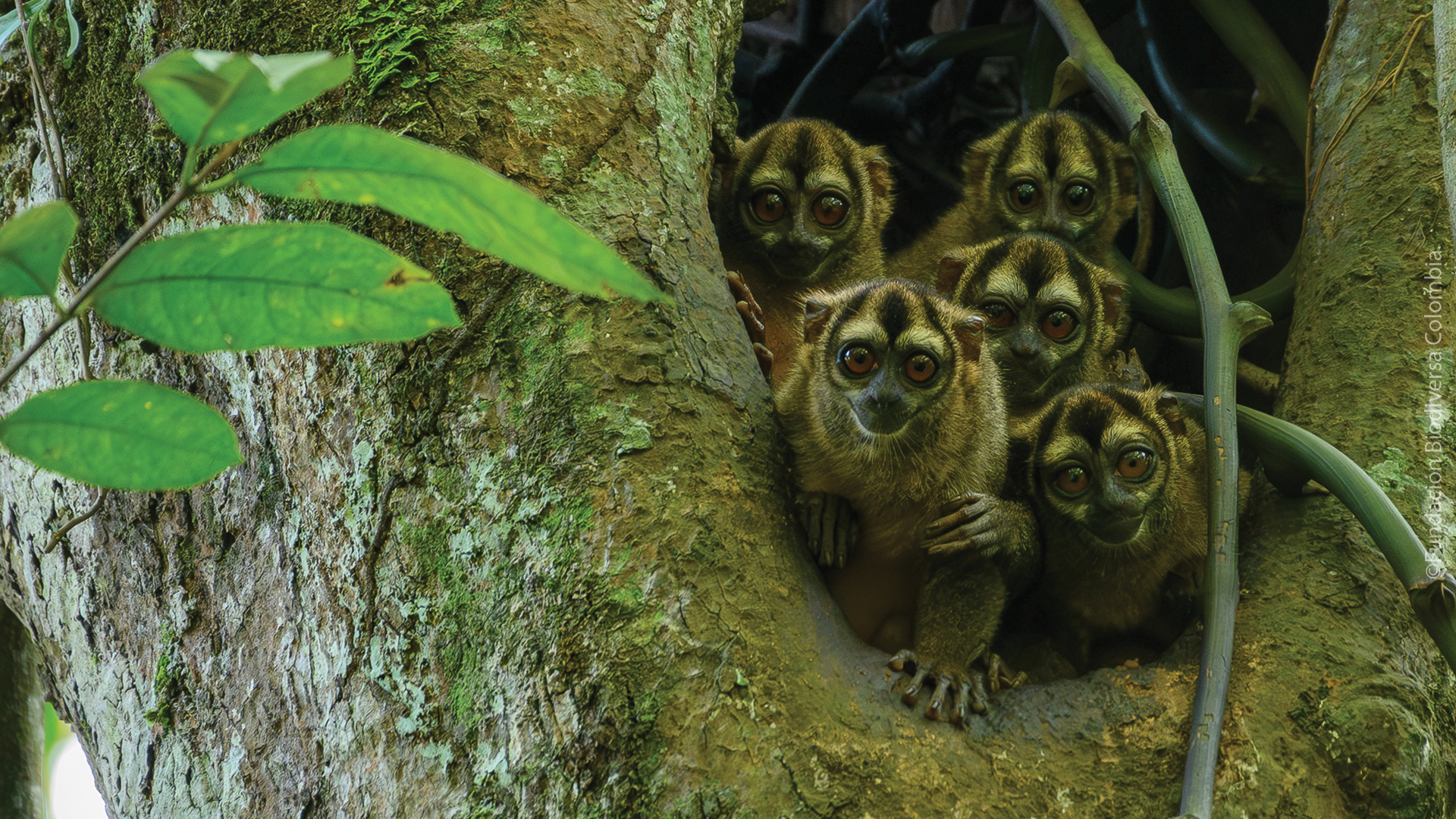 Grey-handed Night Monkeys peering out from behind a branch