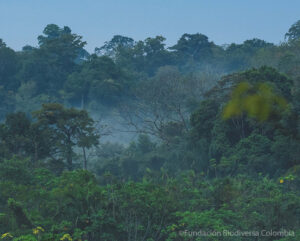 Humid forest at El Silencio
