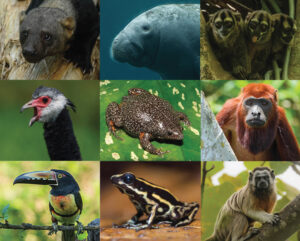 El Silencio species montage