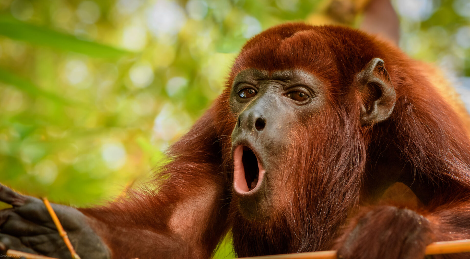 Howler Monkey