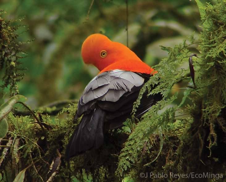 Andean Cock-of-the-Rock perched on a mossy branch
