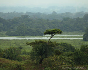 Barbacoas wetland area, Middle- Magdalena valley, central Colombia, El Silencio