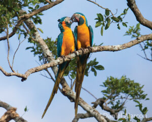 A pair of bonding Blue-throated Macaws perched on a branch