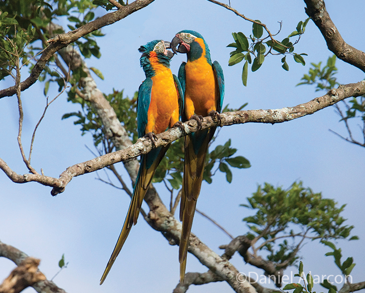A pair of bonding Blue-throated Macaws perched on a branch