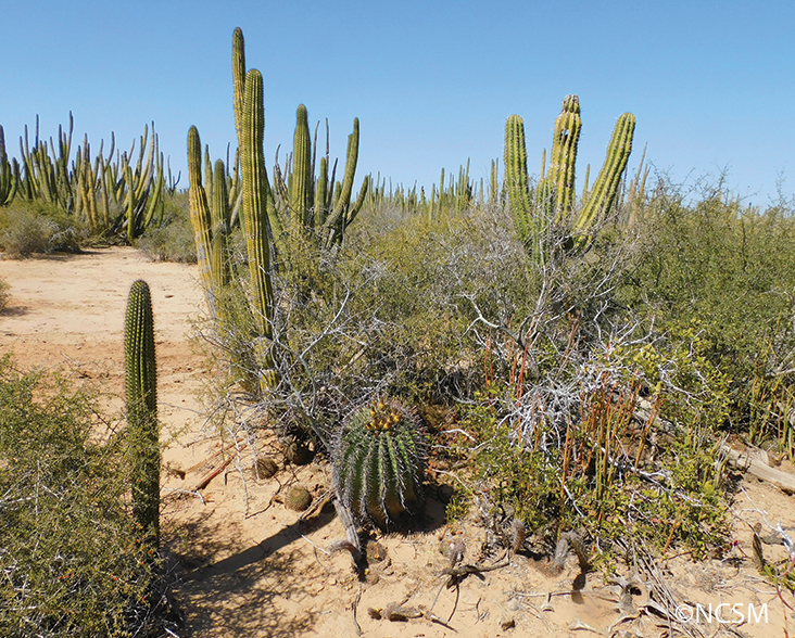 A view of several species of Cacti at El Pitayal