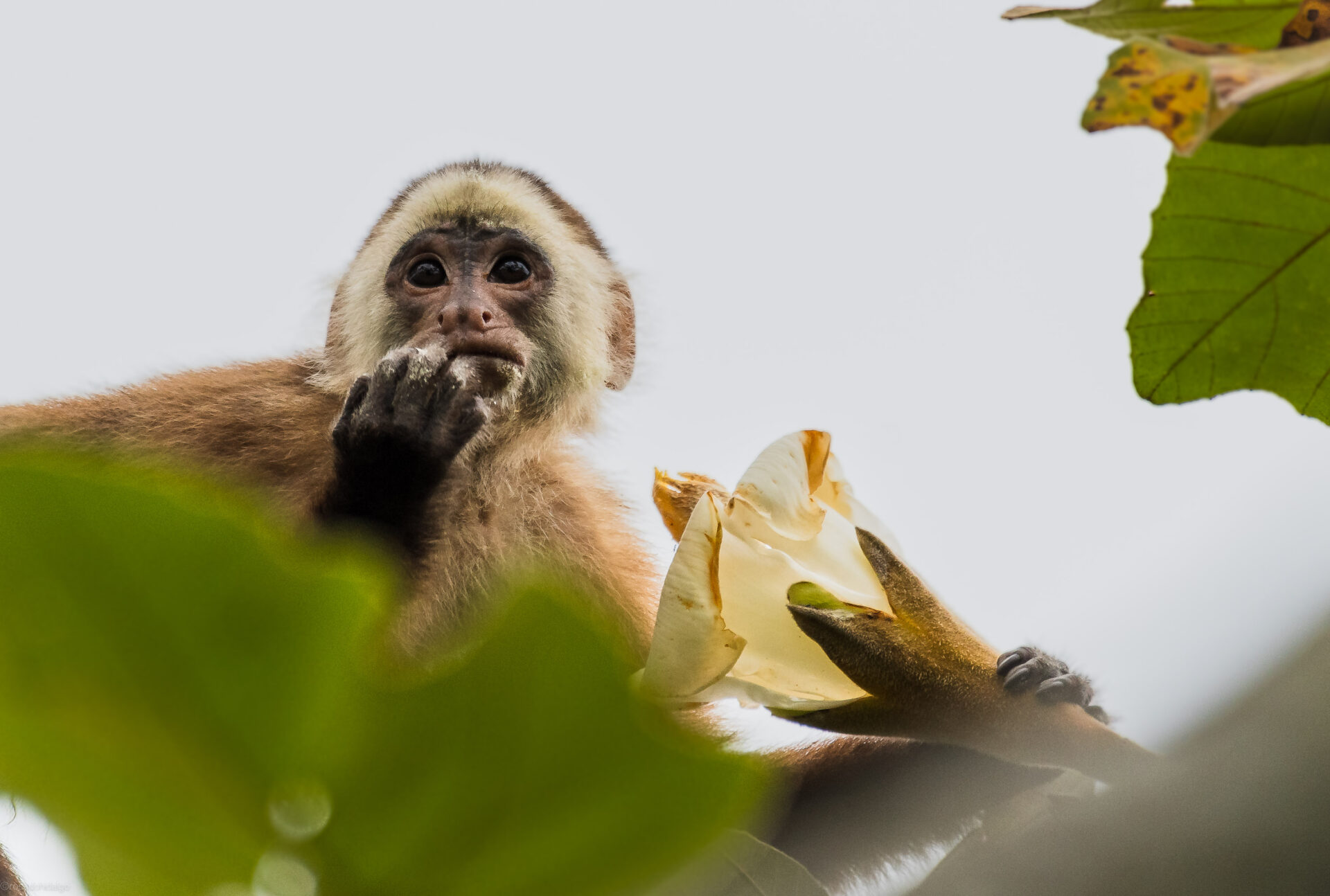White-fronted Capuchin Monkey eating a flower.