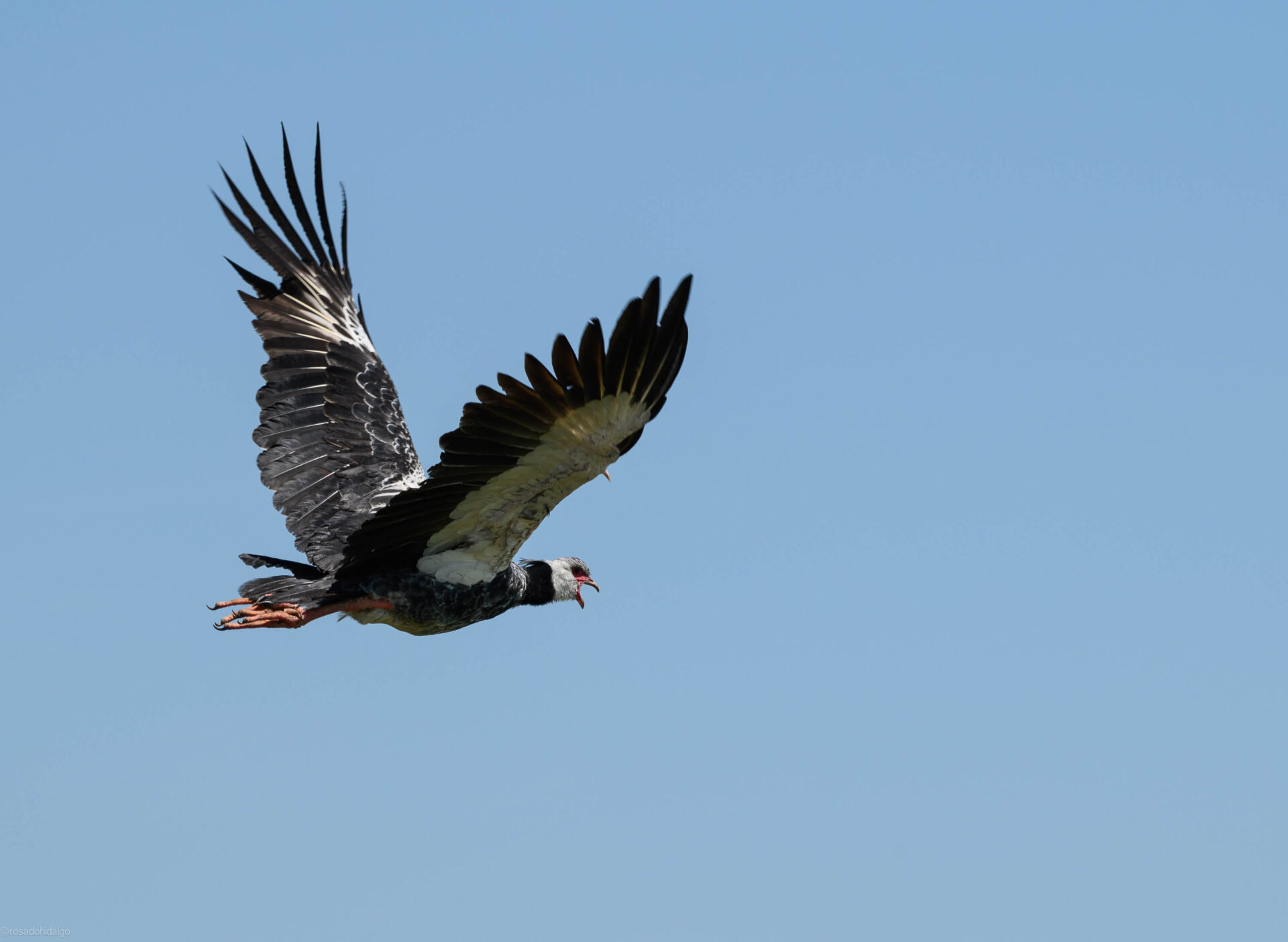A Northern Screamer mid flight