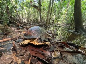 A photograph of the Colombian Wood Turtle (Rhinoclemmys melanosterna) in the forest.