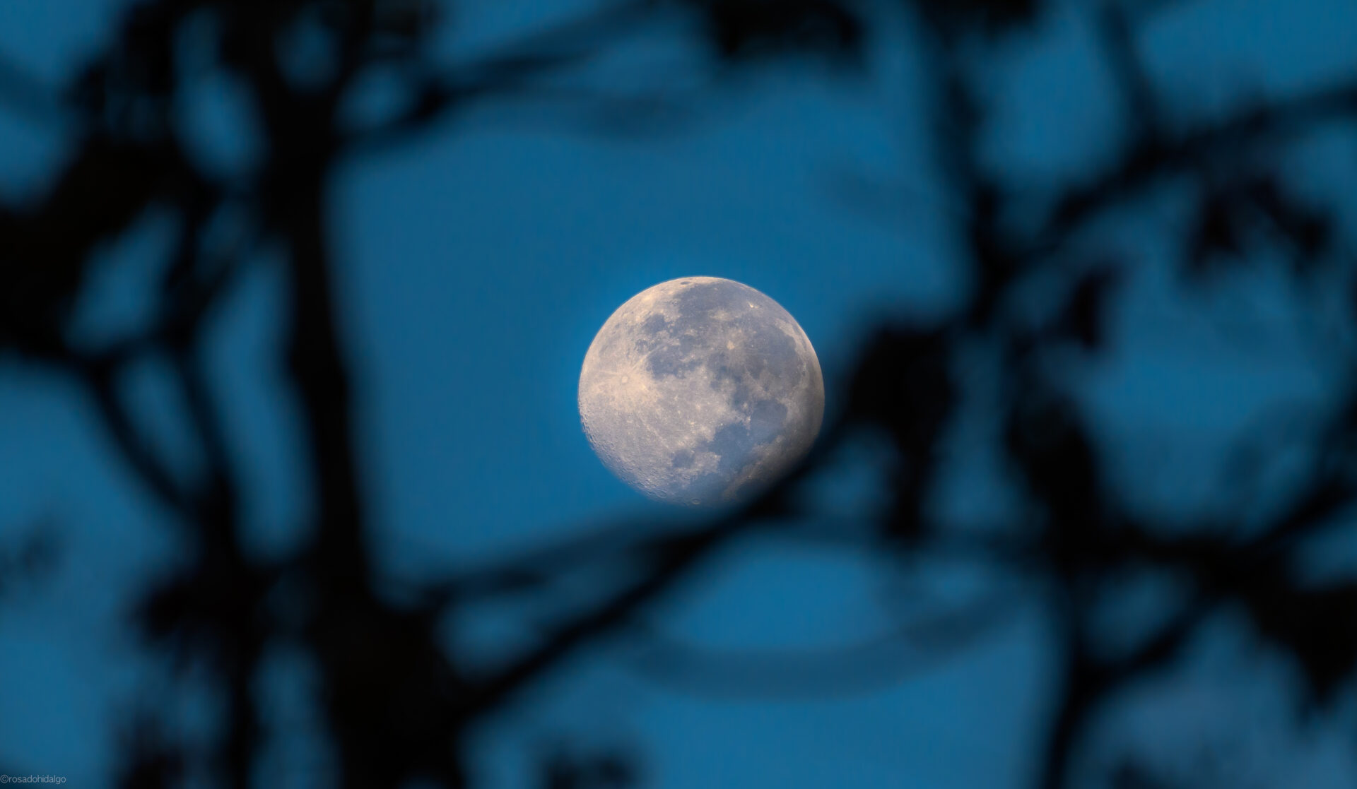 moon through the trees.