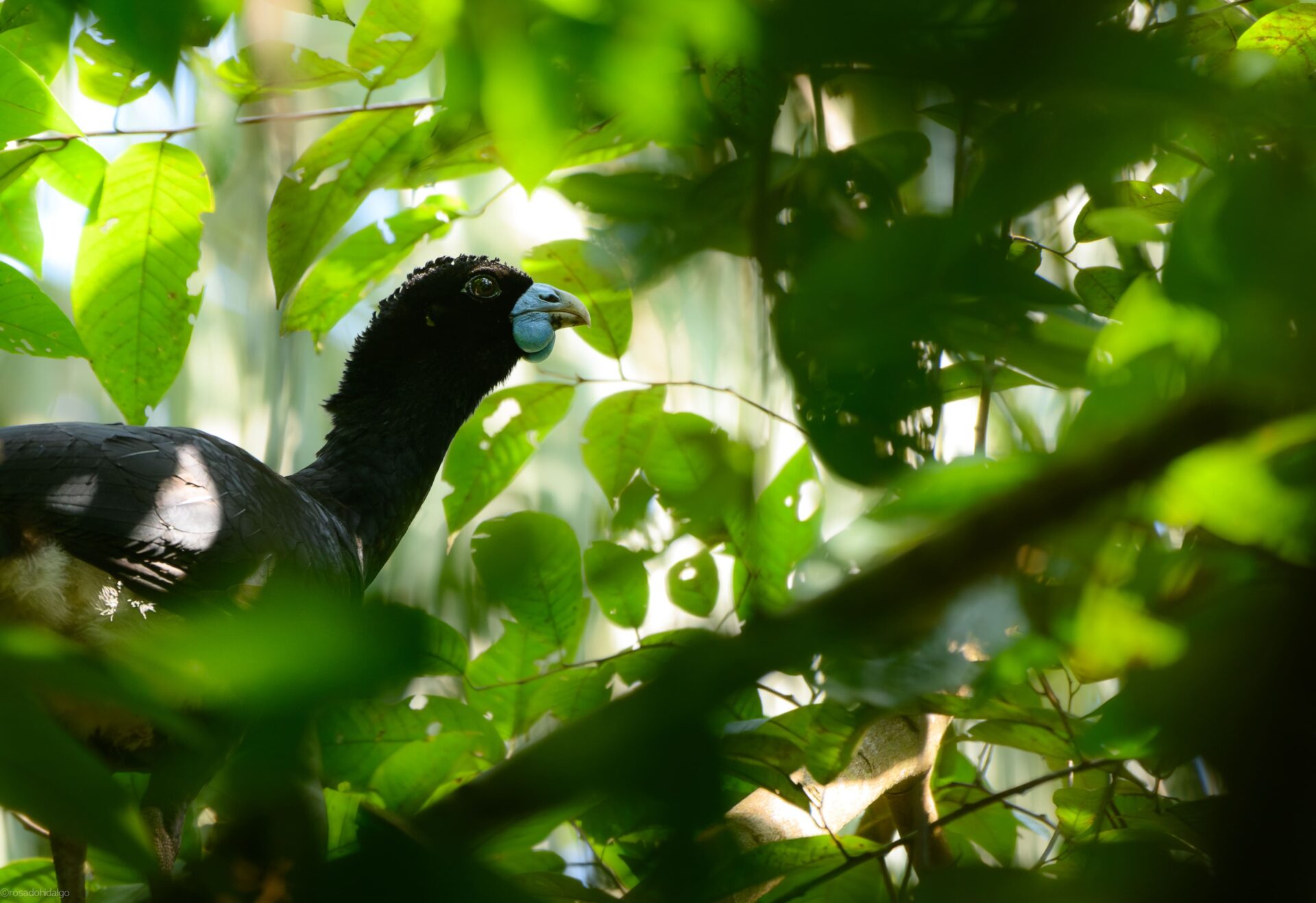 Blue-billed Curassow standing among foliage.