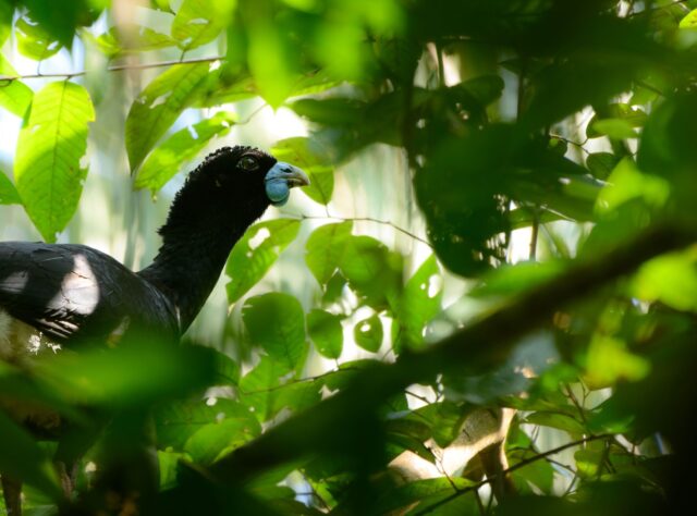 A Blue-Billed Curassow perches in a tree.