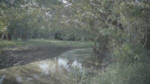 A photo showing the canal in its current form filled with sediments.