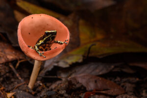 Yellow-striped Poison Frog sitting in a mushroom on the forest floor.