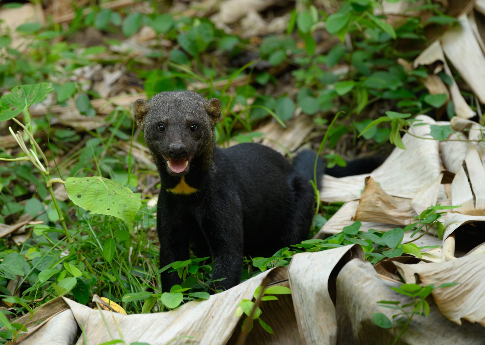 A Tayra on the forest floor.