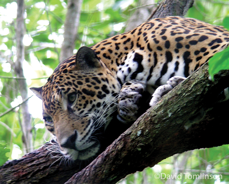 Jaguar resting in a tree