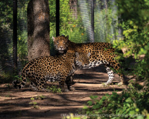 A recently reintroduced female Jaguar with a wild male Jaguar