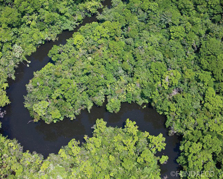 Aerial view of Laguna Grande tributary and forest, Guatemala.
