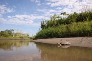 A Magdalena River Turtle on a river bank within the Middle Magdalena Valley. The bank is gently sloping, sunlit, and perfect nesting habitat.